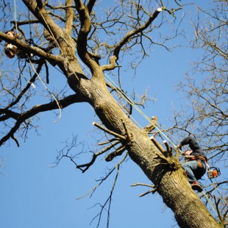 elagage-2